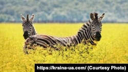 Заповедник «Аскания-Нова», Херсонская область, архивное фото