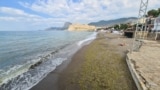 Пляж, усіяний водоростями. Судак, червень 2025 року