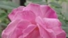Rosa × hybrida “La France” розасы. Д-р Бендхманинин фотосу.