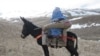 'Donkey Ambulance' Rides To The Rescue Of Afghan Women In Labor