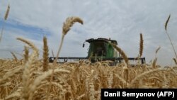 Буудай оруп-жыйноо учуру. Иллюстрациялык сүрөт.